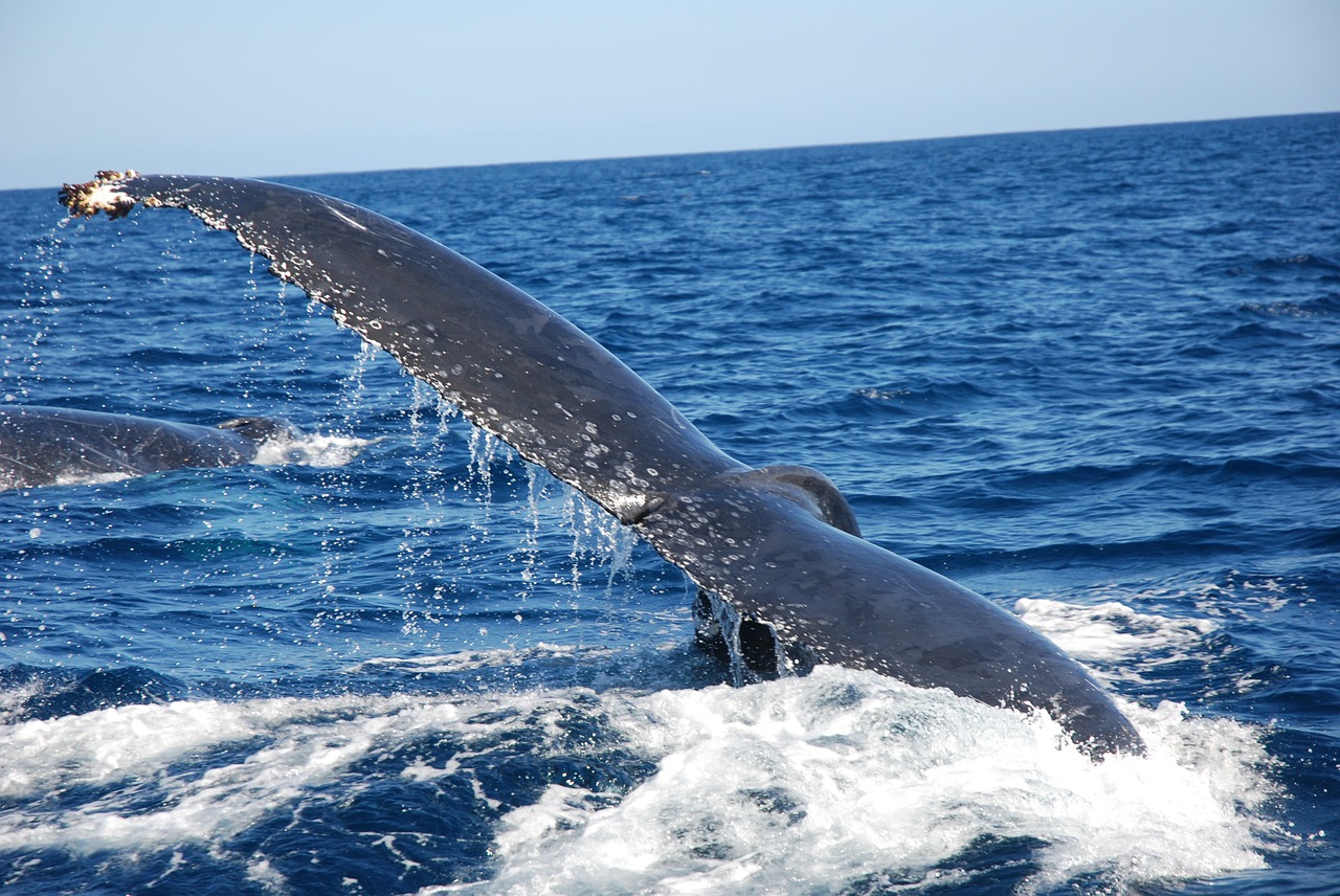 caudal fin humpback whale wal free photo
