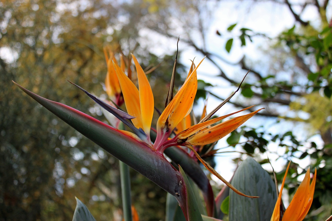 caudata australia flowers free photo