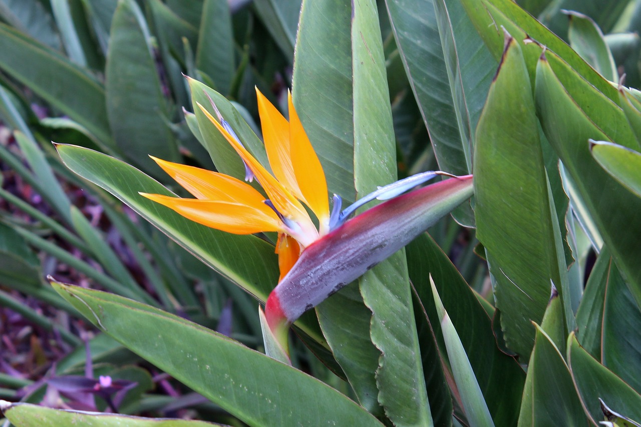 caudata parrot flower parrot plant free photo