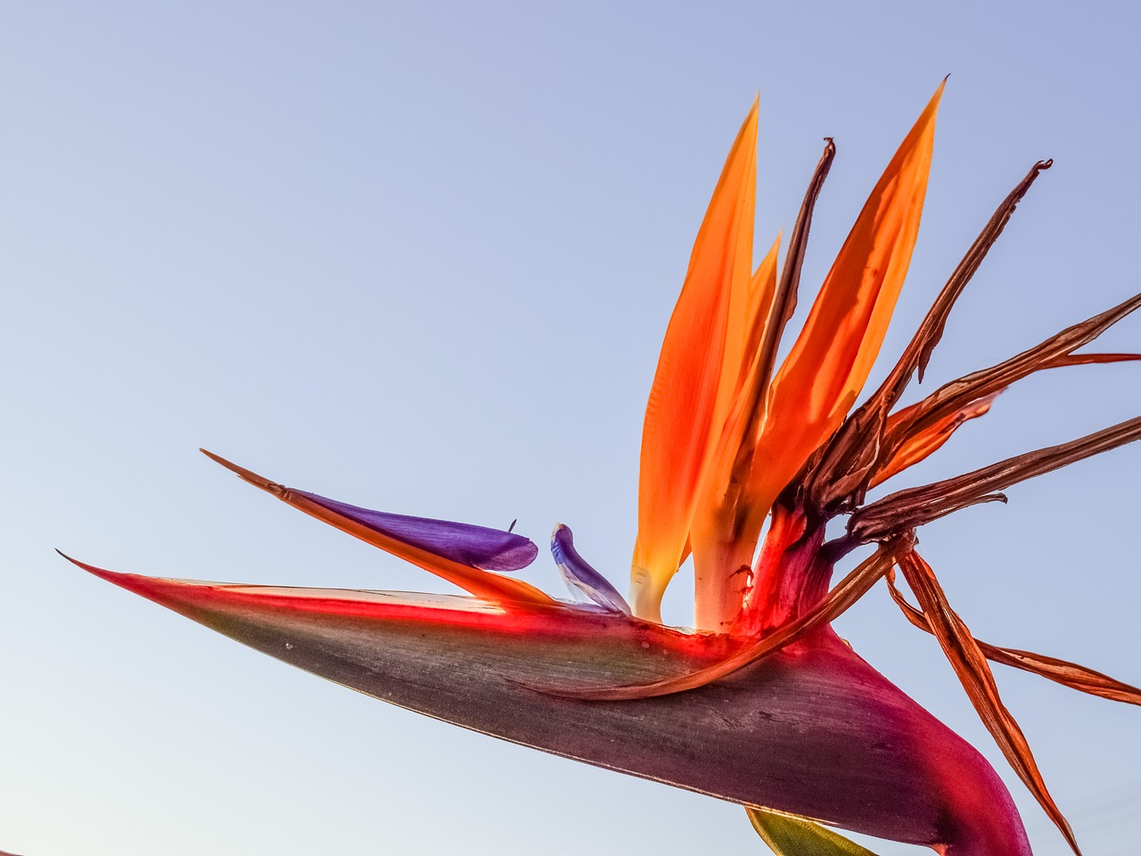 caudata flower bird of paradise free photo