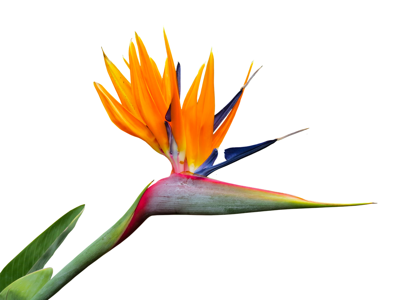 caudata  strelitzia  bird of paradise flower free photo
