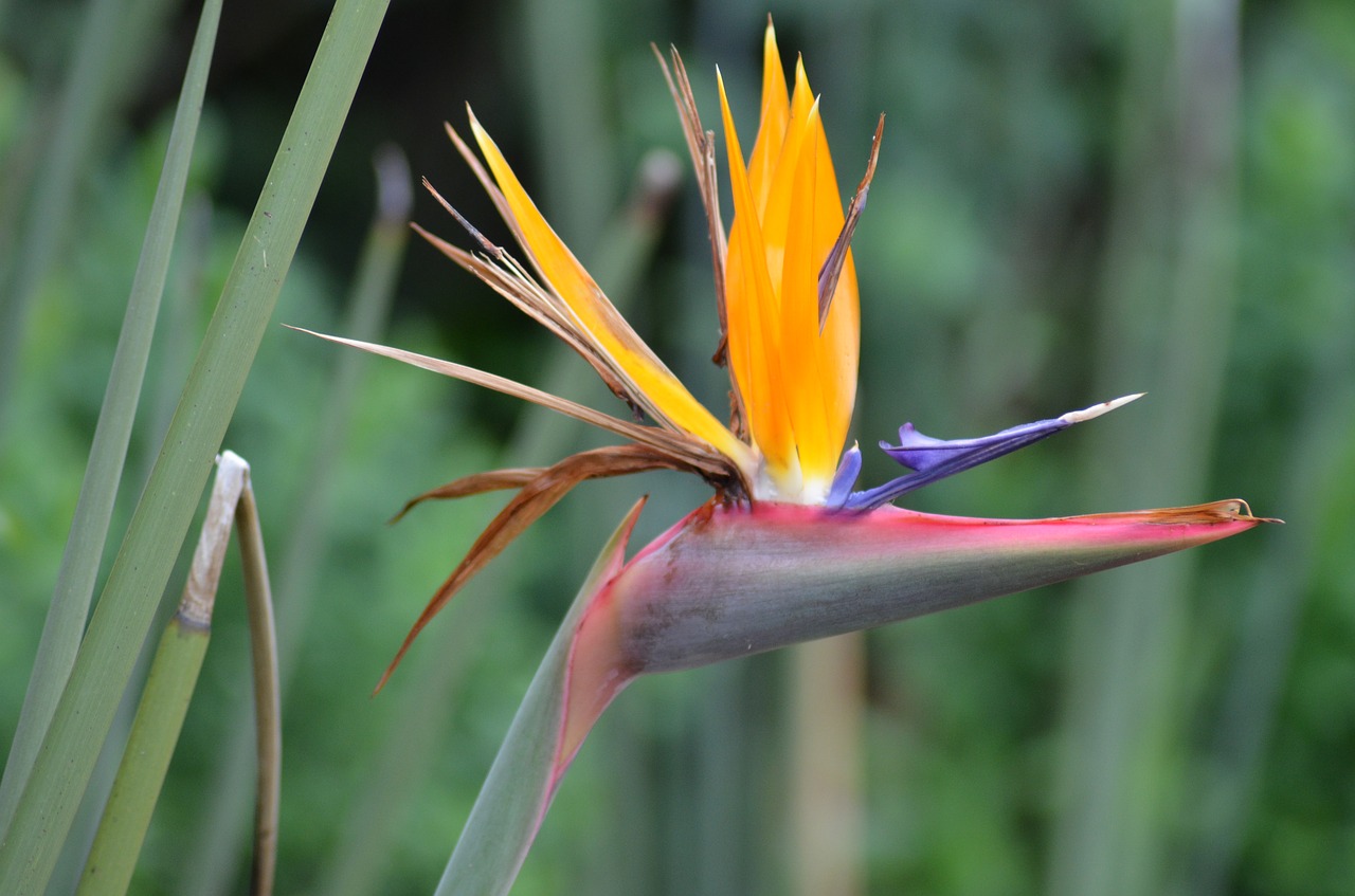 caudata  flower  bird of paradise flower free photo