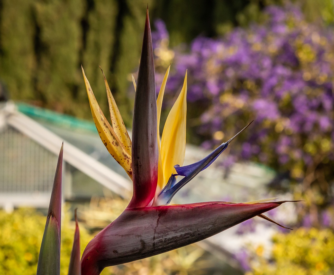 caudata  bird of paradise flower  exotic free photo