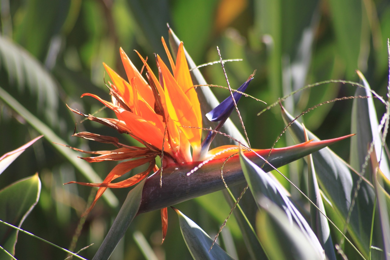 caudata  bird of paradise flower  exotic free photo