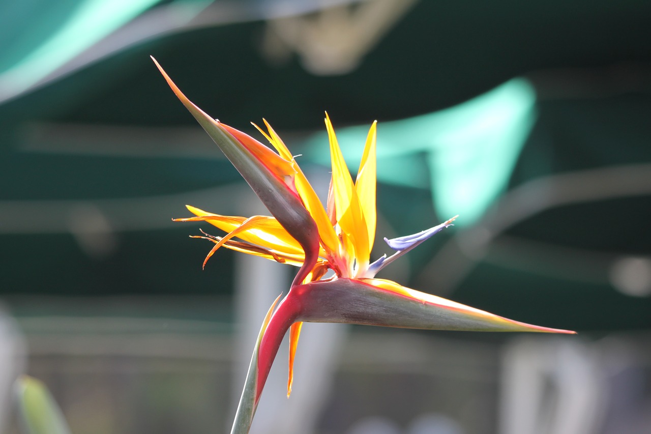 caudata  bird of paradise flower  exotic free photo