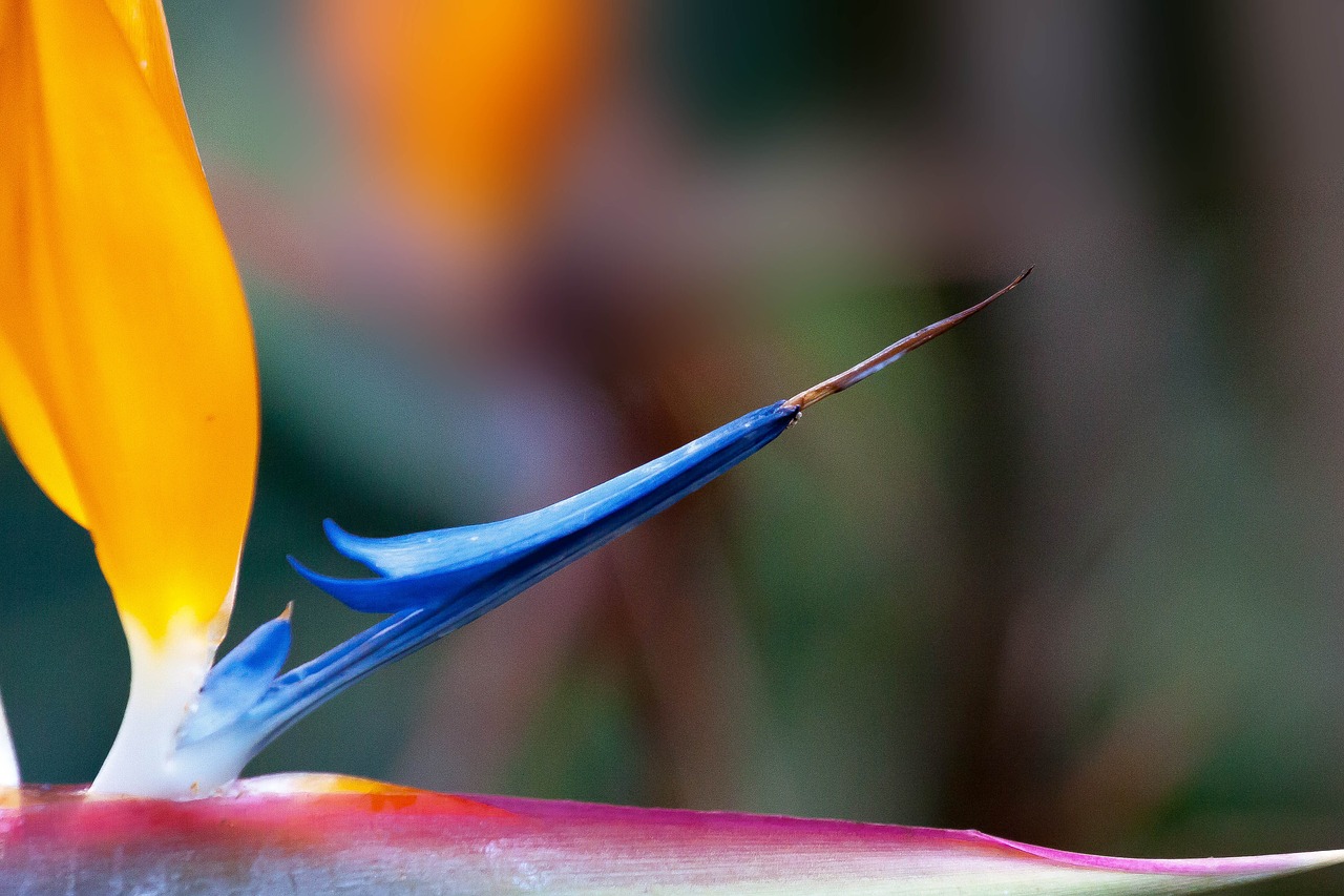 caudata strelitzia bird of paradise flower free photo