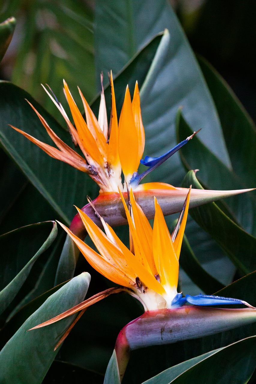 caudata strelitzia bird of paradise flower free photo
