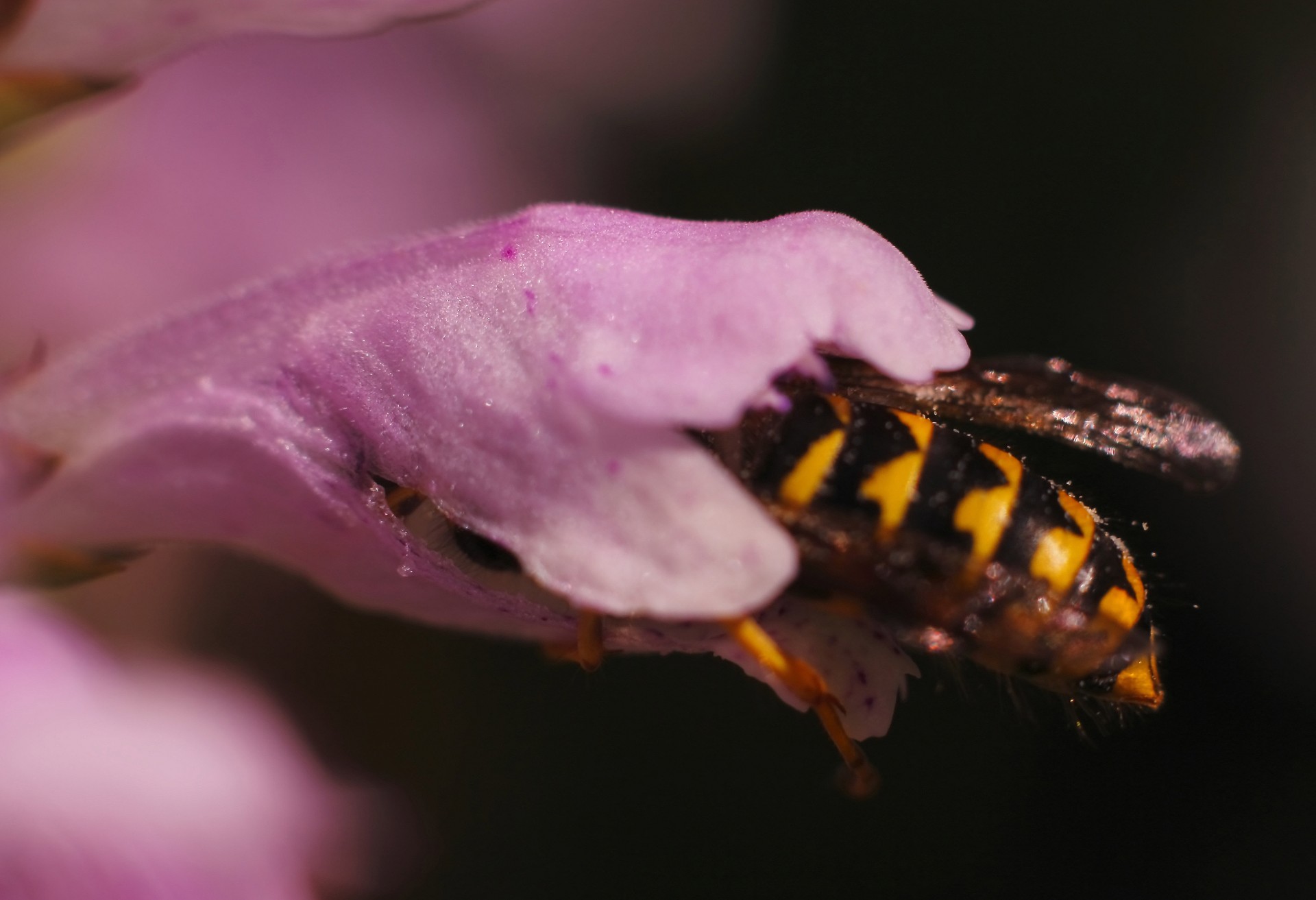 wasp flower inside free photo