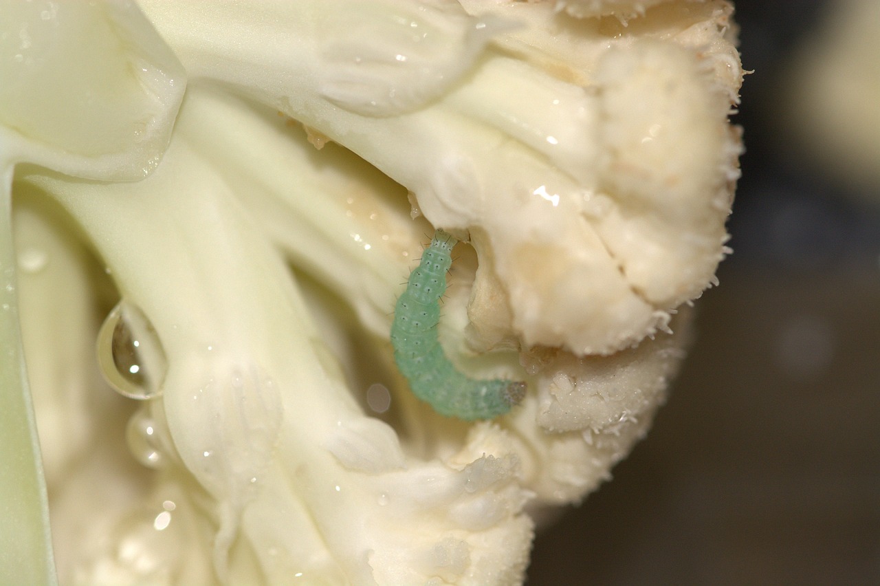 cauliflower pest cabbage caterpillar weissling free photo