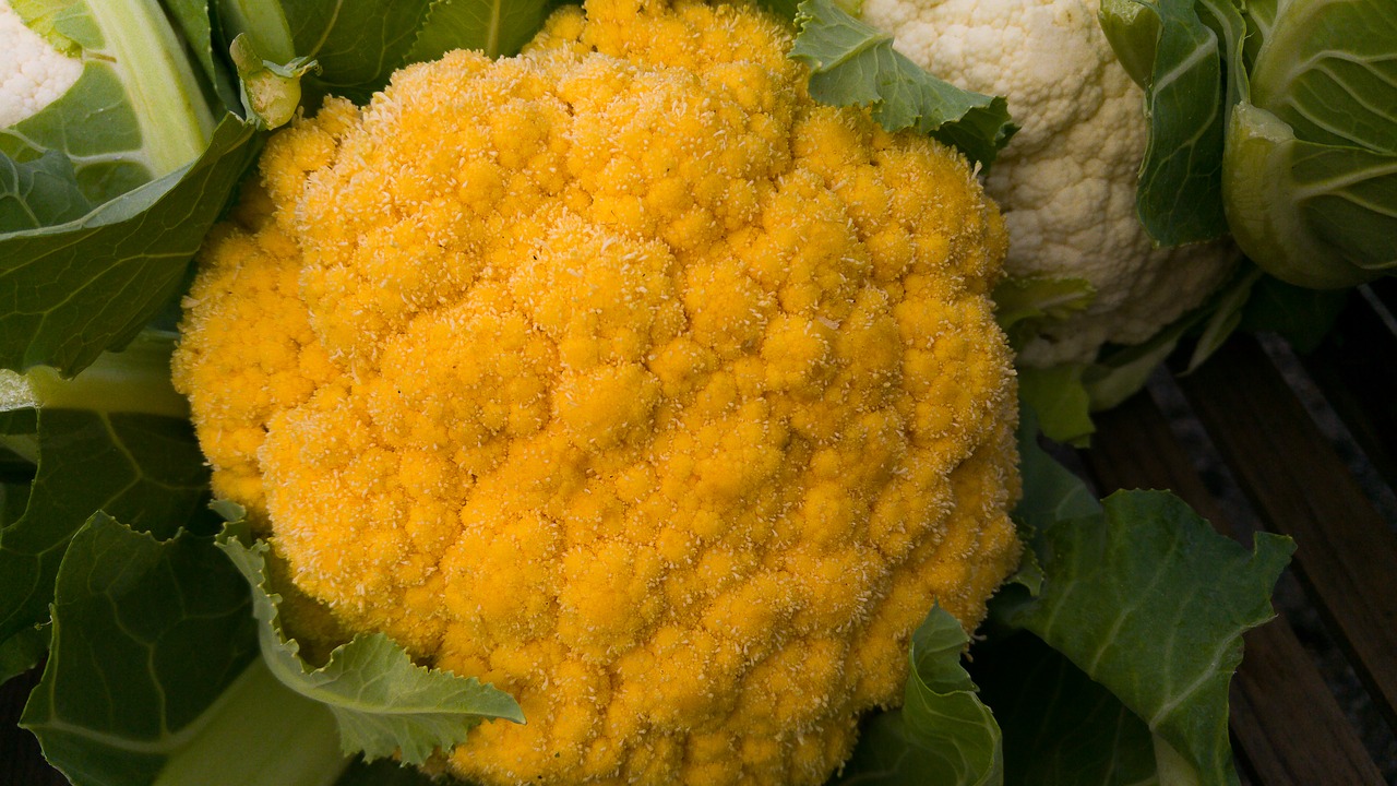 cauliflower yellow white vegetables free photo