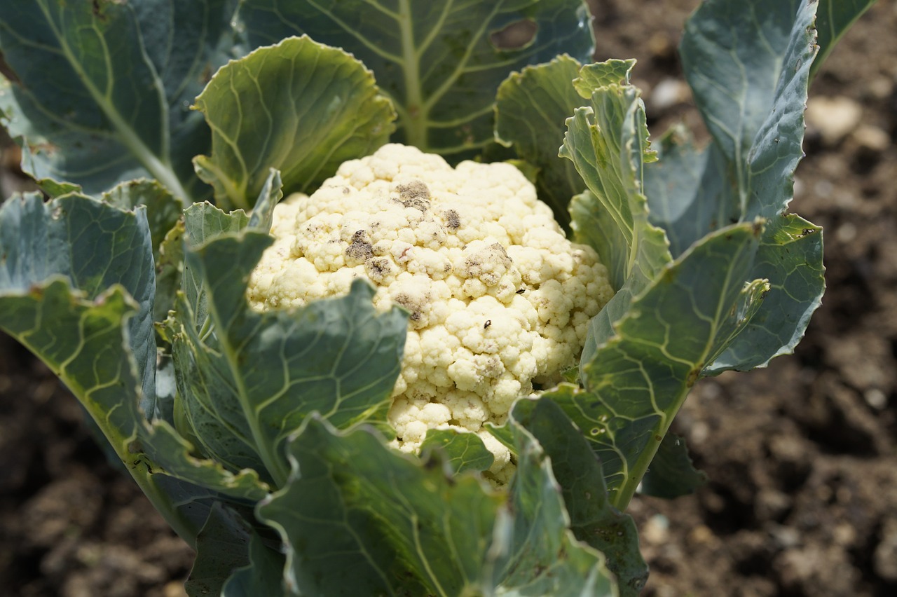 cauliflower grow cultivation free photo