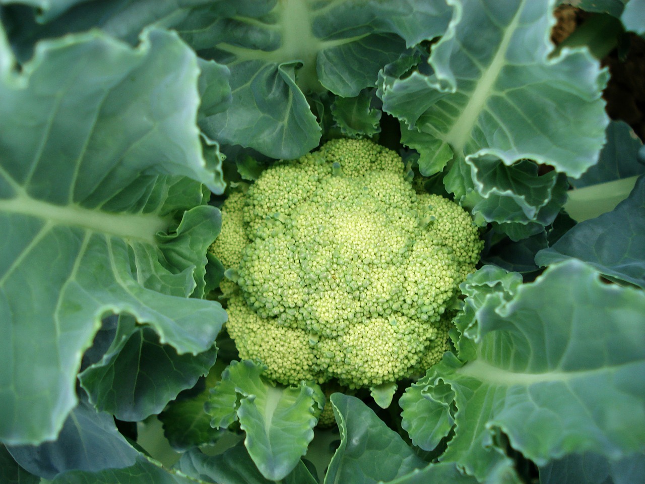 cauliflower plant vegetable free photo