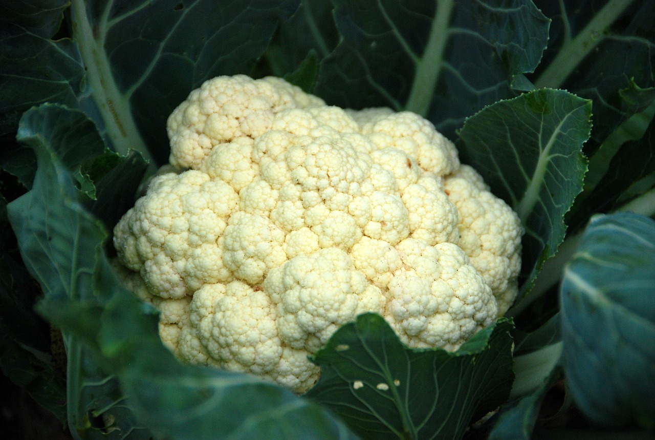 cauliflower vegetable healthy free photo
