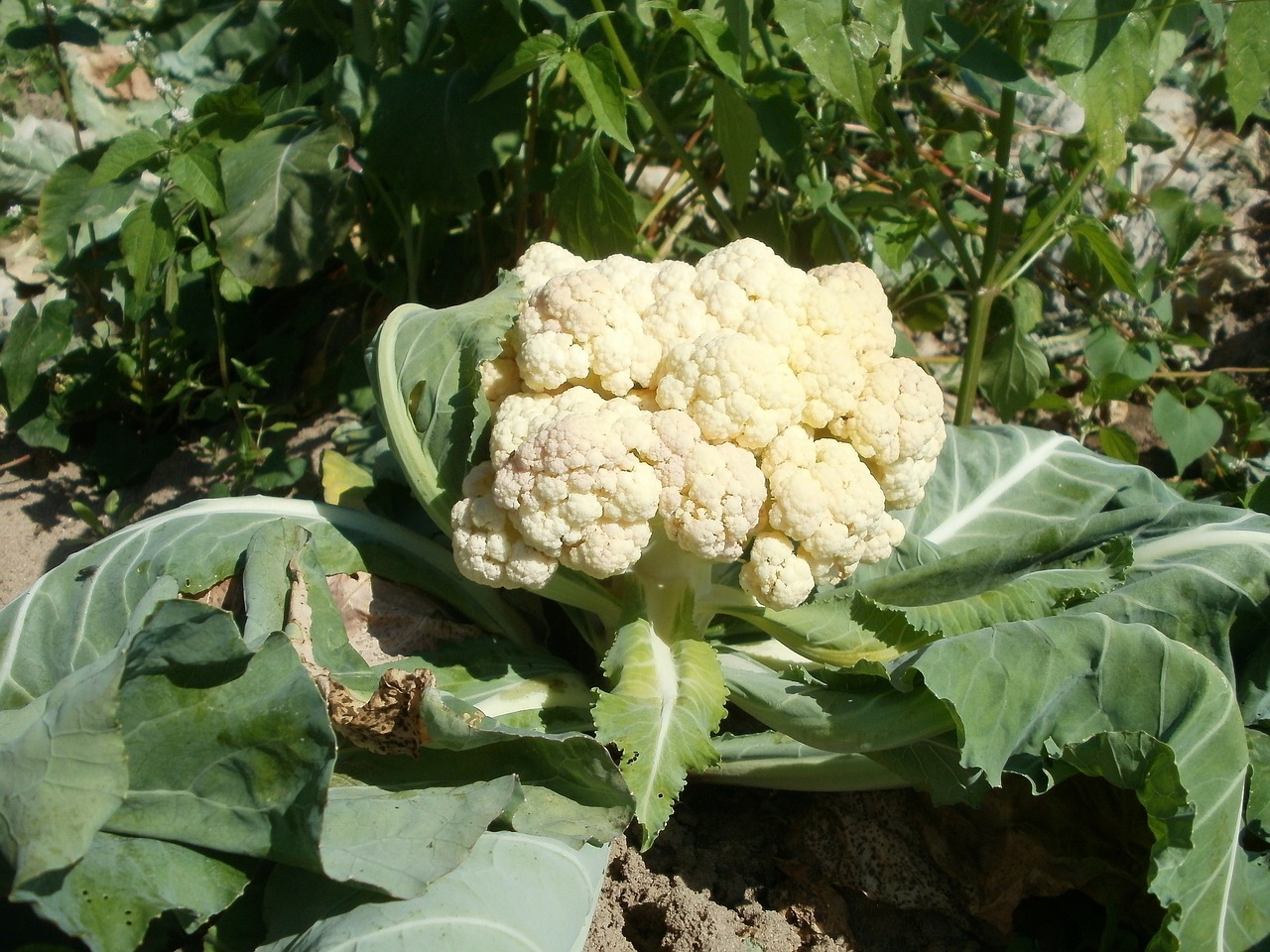 cauliflower field food free photo