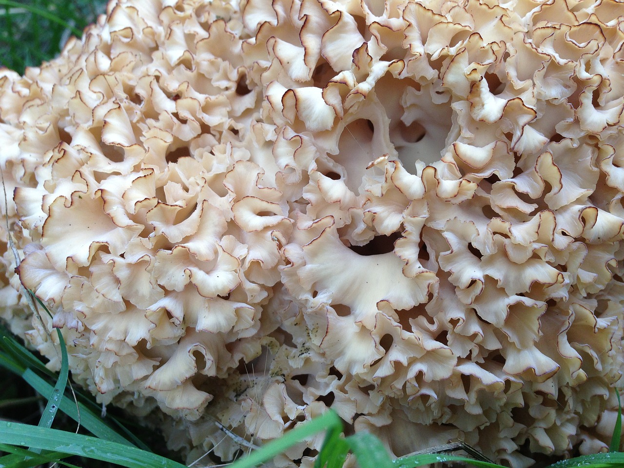 cauliflower mushroom mushroom forest free photo
