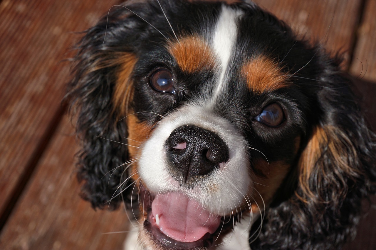 cavalier king charles puppy dog free photo