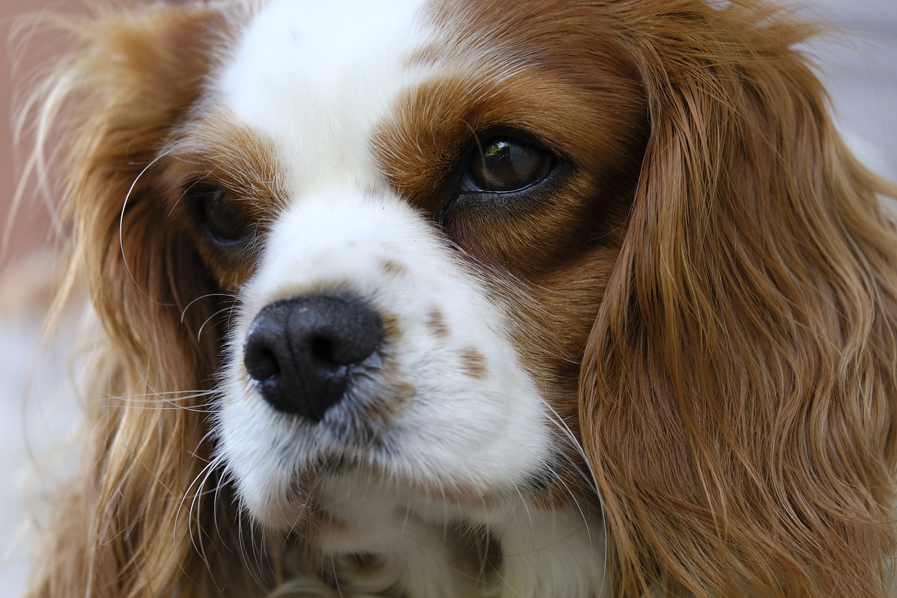 Free king clearance charles cavalier