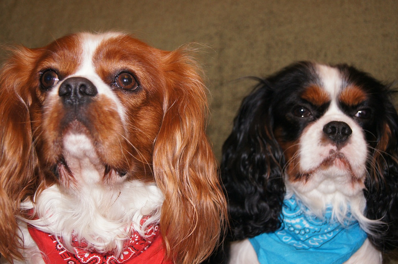 cavalier king charles spaniel dogs breed dogs free photo