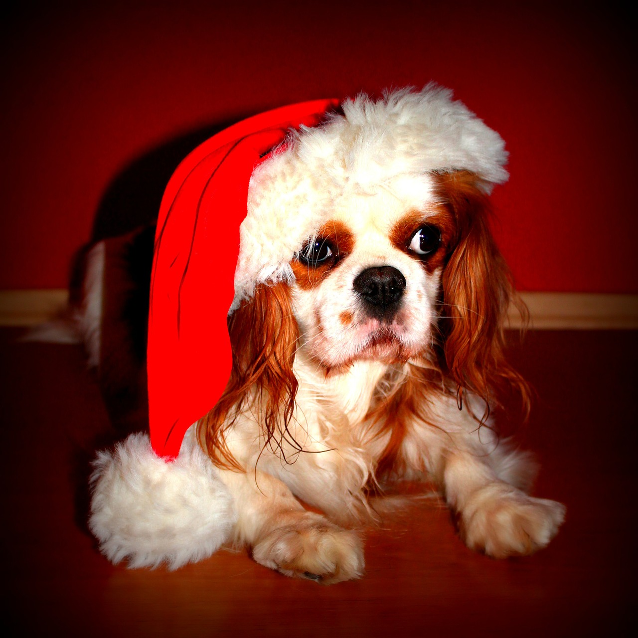 cavalier king charles spaniel dog christmas free photo