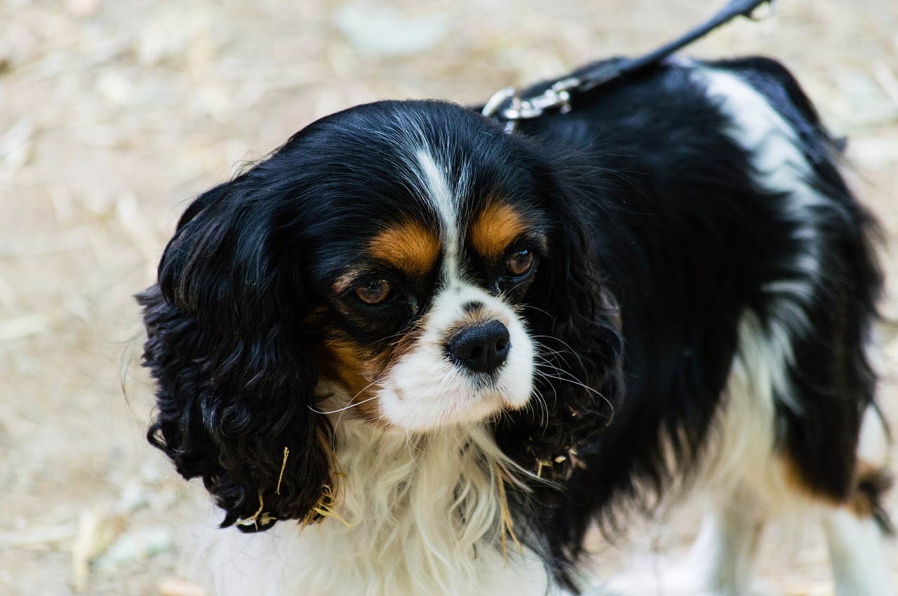 cavalier king charles spaniel dog canine free photo