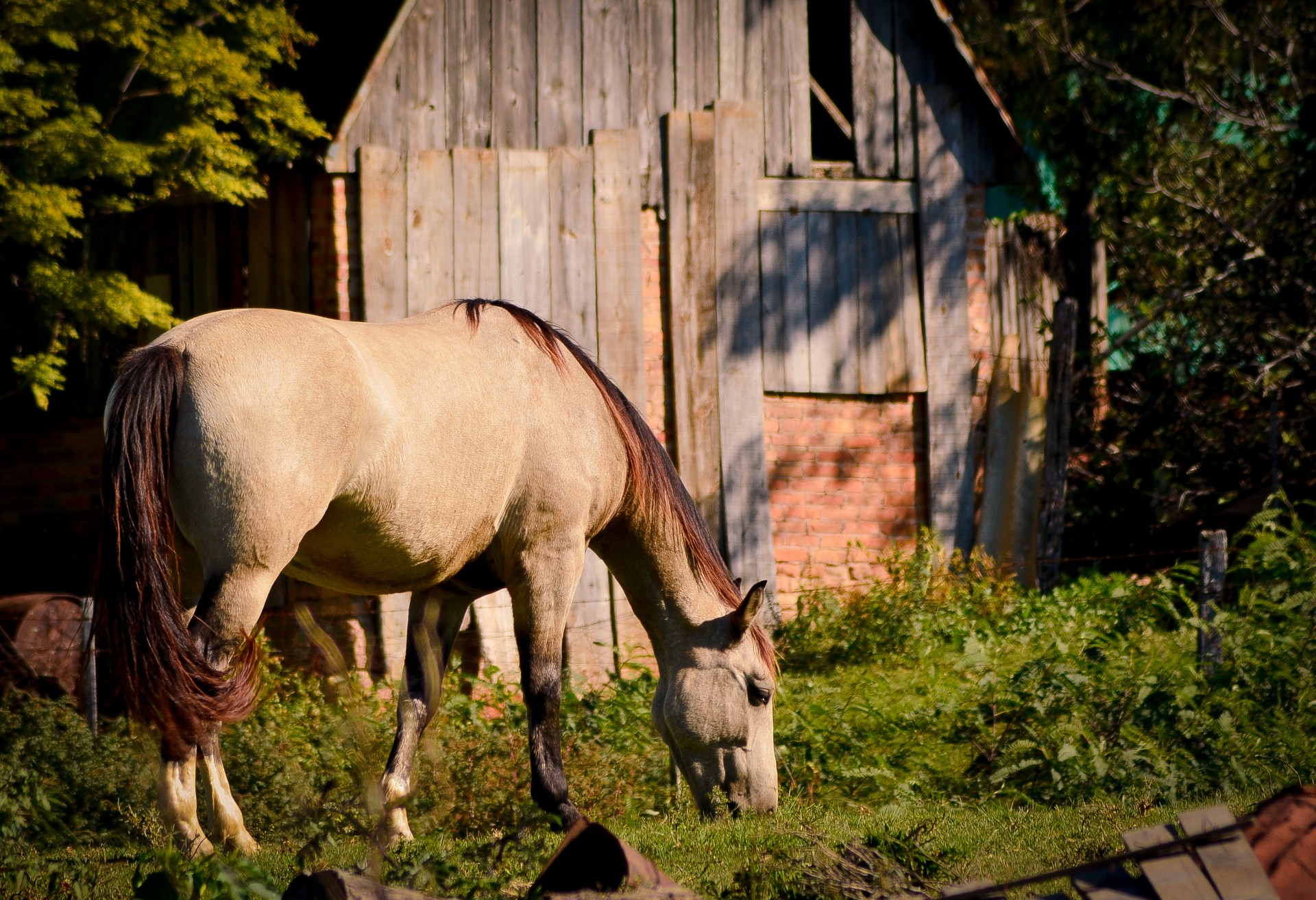 horse southern plains horse free photo