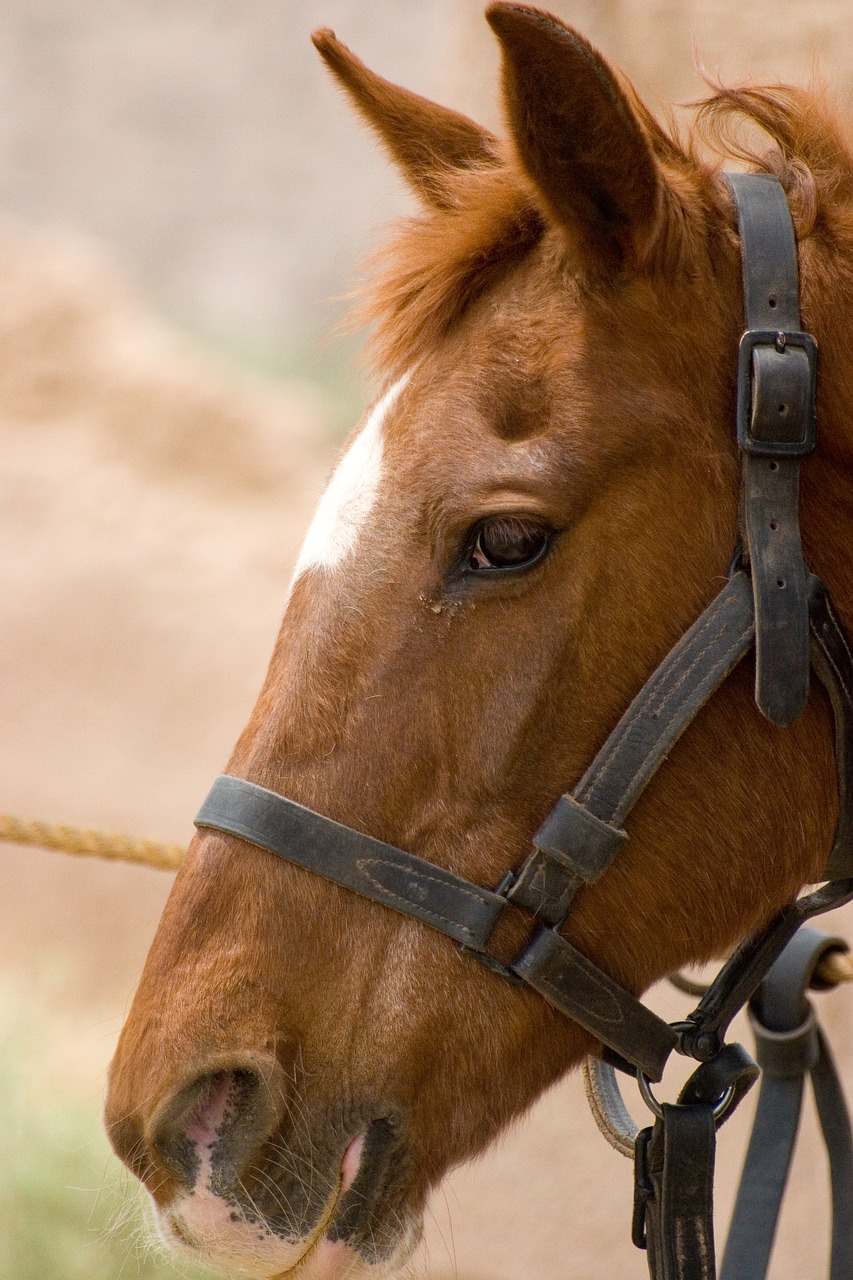 cavalry fort historic free photo