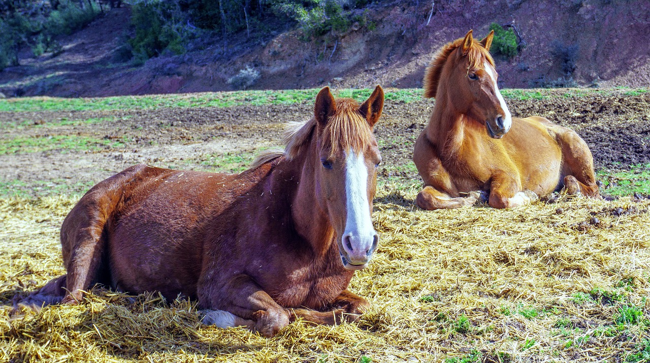 cavalry mammalia animalia free photo