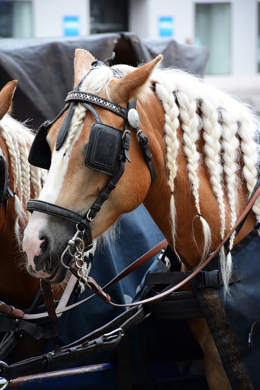 cavalry horse animal free photo