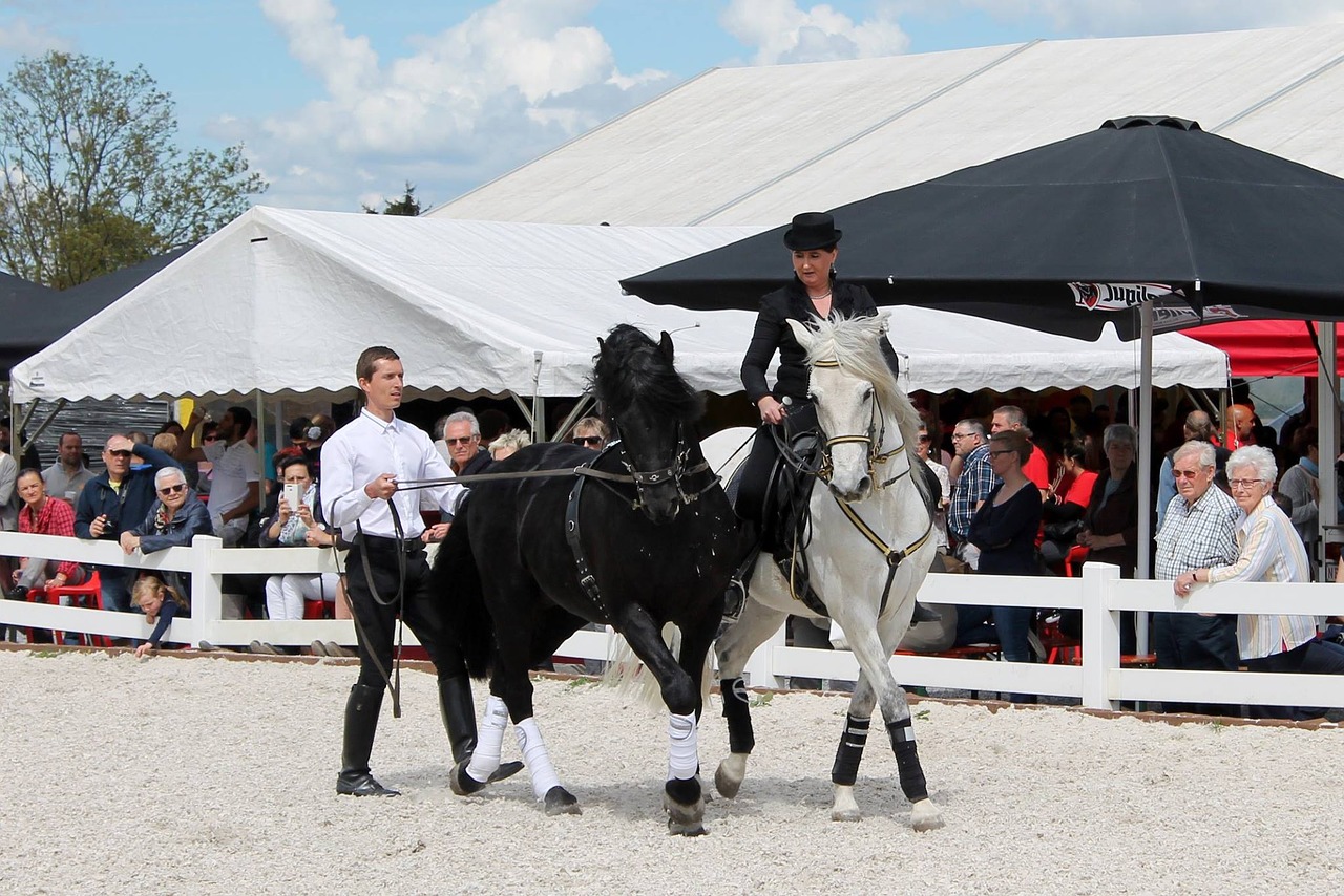 cavalry horse sport free photo