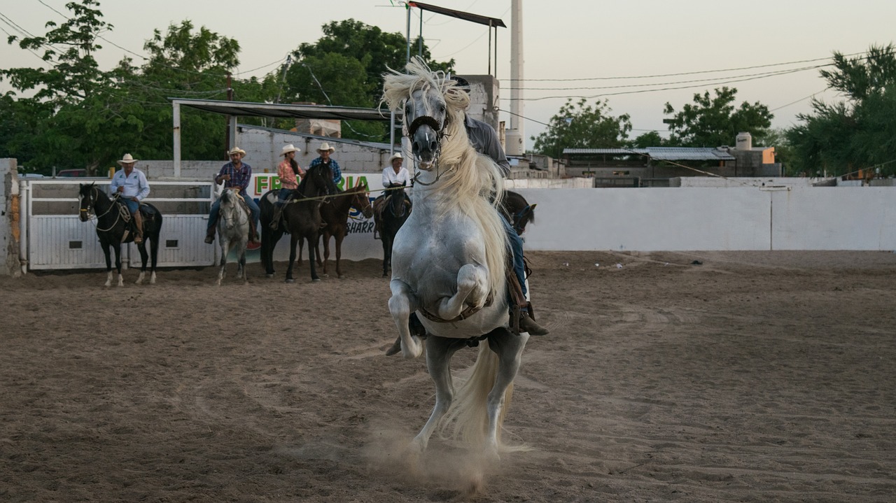 cavalry  horse  mammalia free photo