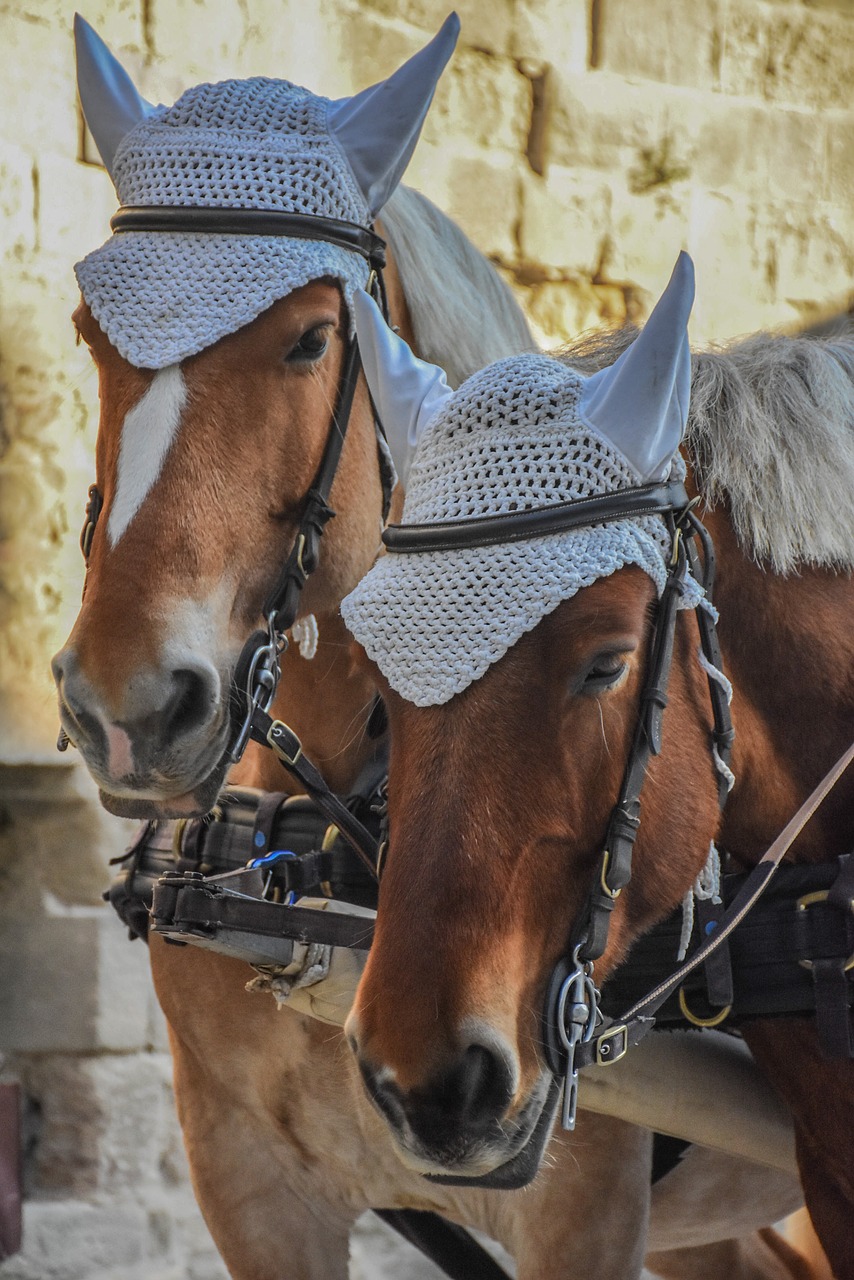 cavalry  people  animalia free photo