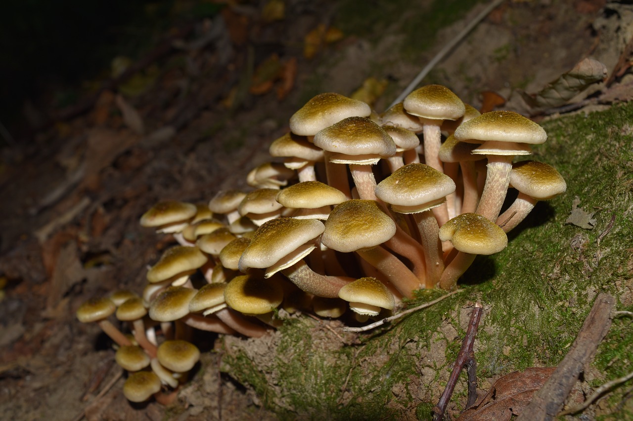 cavanaugh mushrooms armillaria mellea free photo