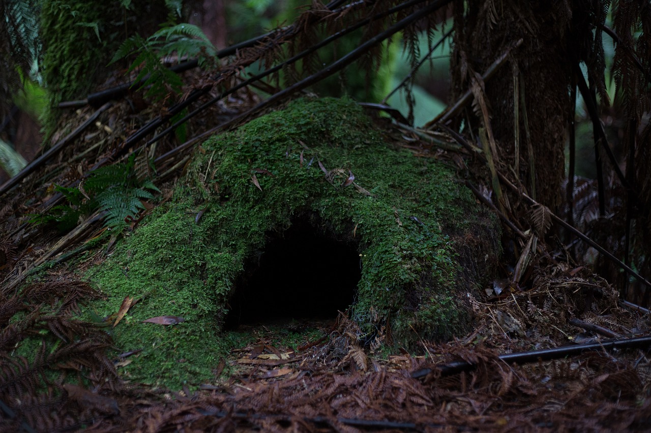 cave forest moss free photo