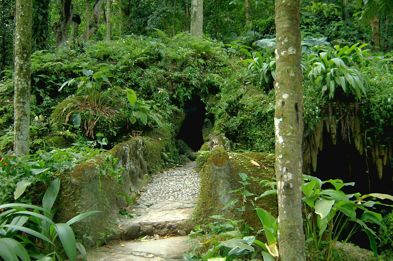 cave nature tree free photo