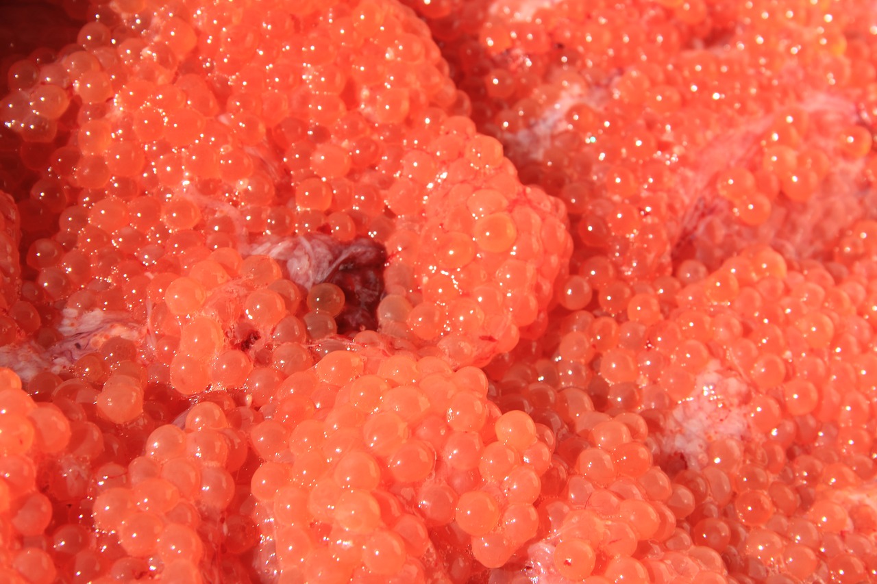 caviar red caviar kuriles free photo