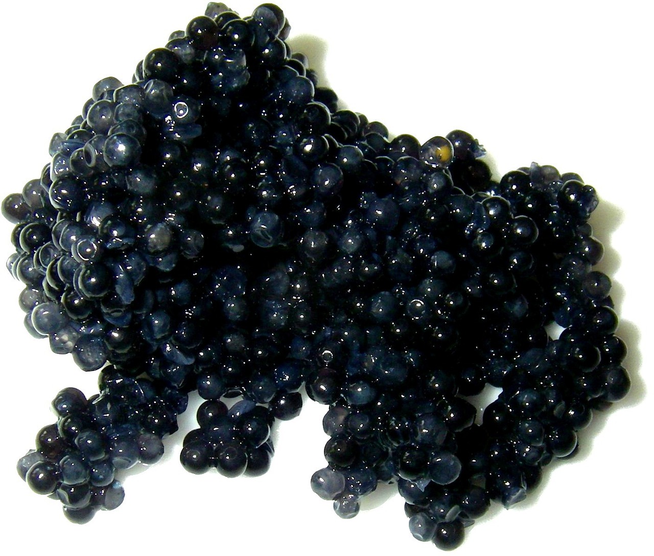 caviar spawn interference free photo