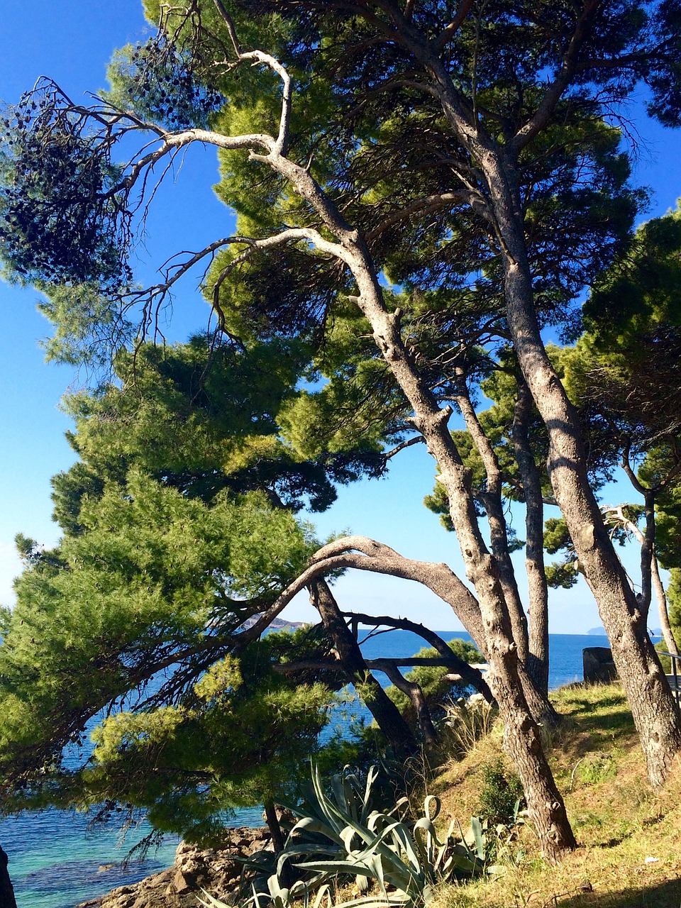 cavtat croatia pine tree free photo