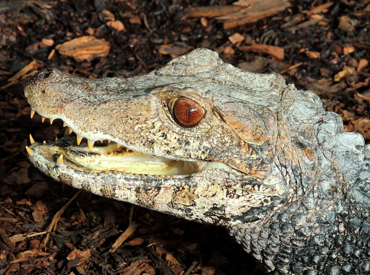 cayman alligator reptile free photo