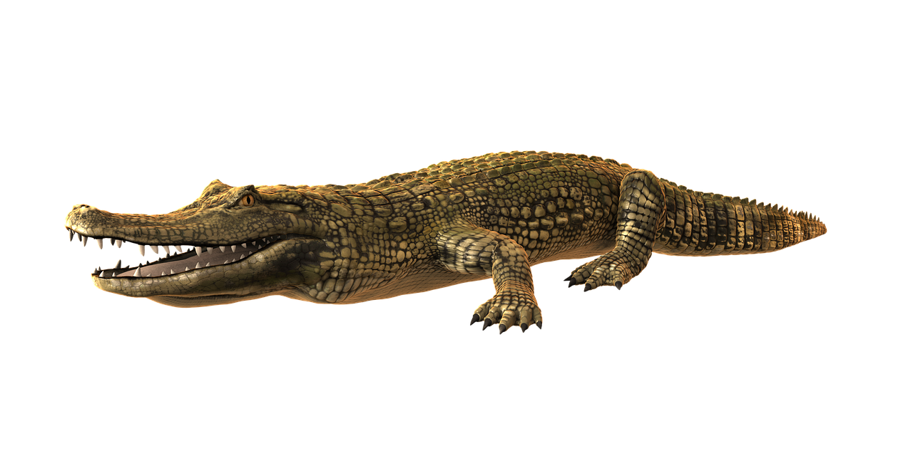 cayman crocodile alligator free photo