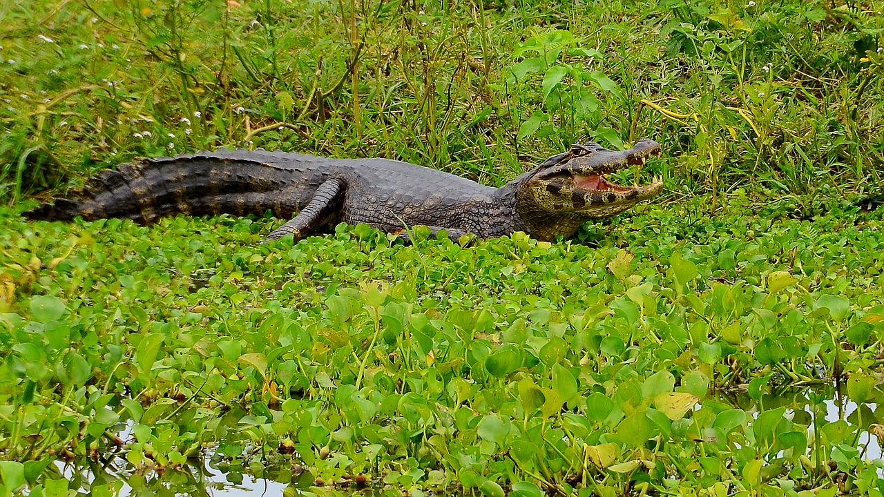 cayman crocodile brazil free photo