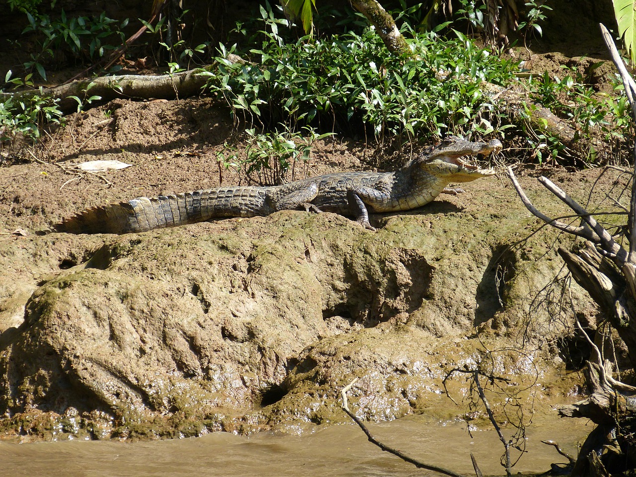 cayman reptile animal free photo