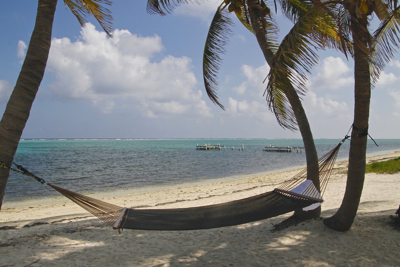 cayman island hammock palm trees free photo