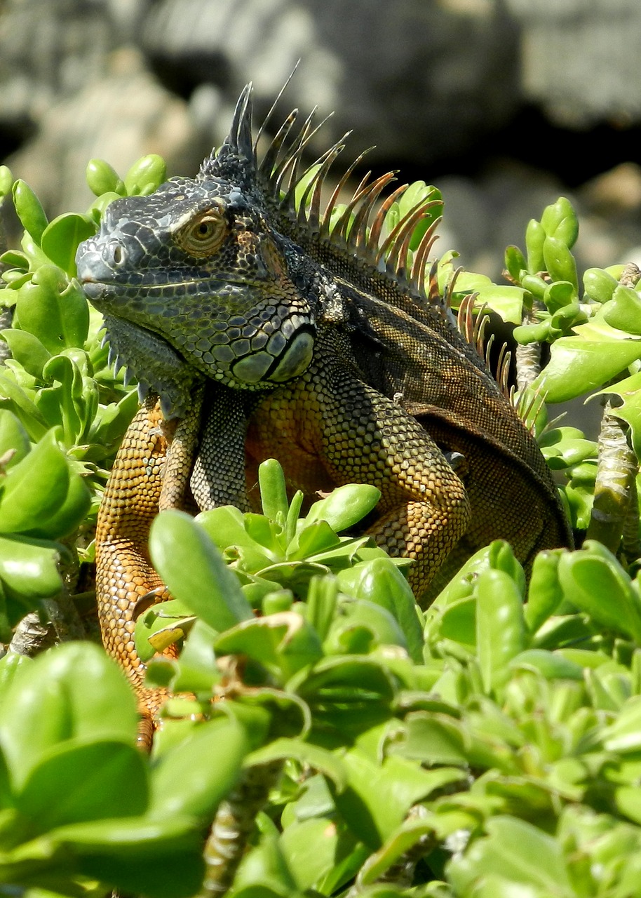 cayman islands  iguana  reptile free photo