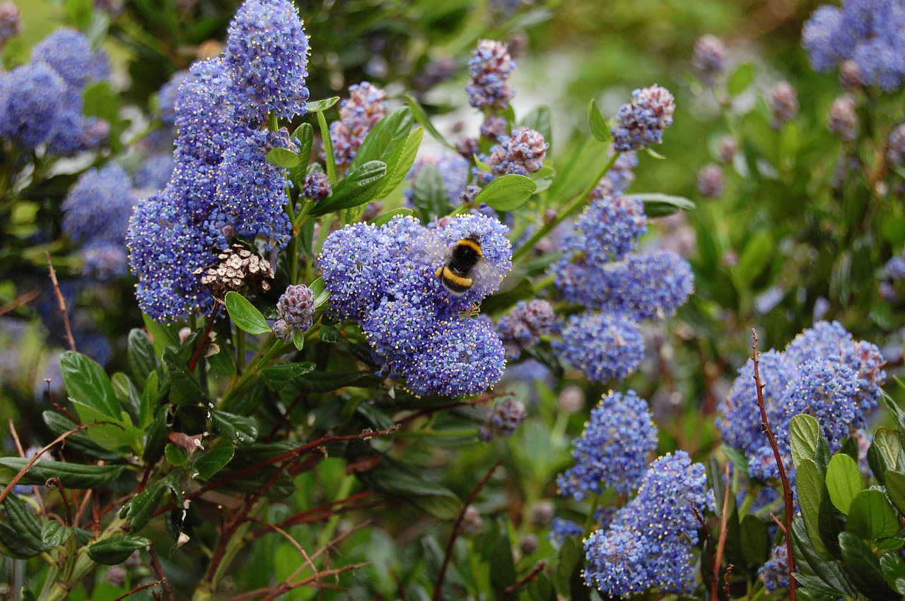 céanothe  bourdon  flower free photo