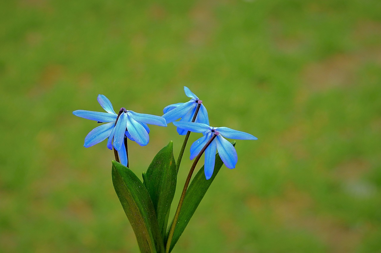 cebulica siberian  flower  early spring free photo