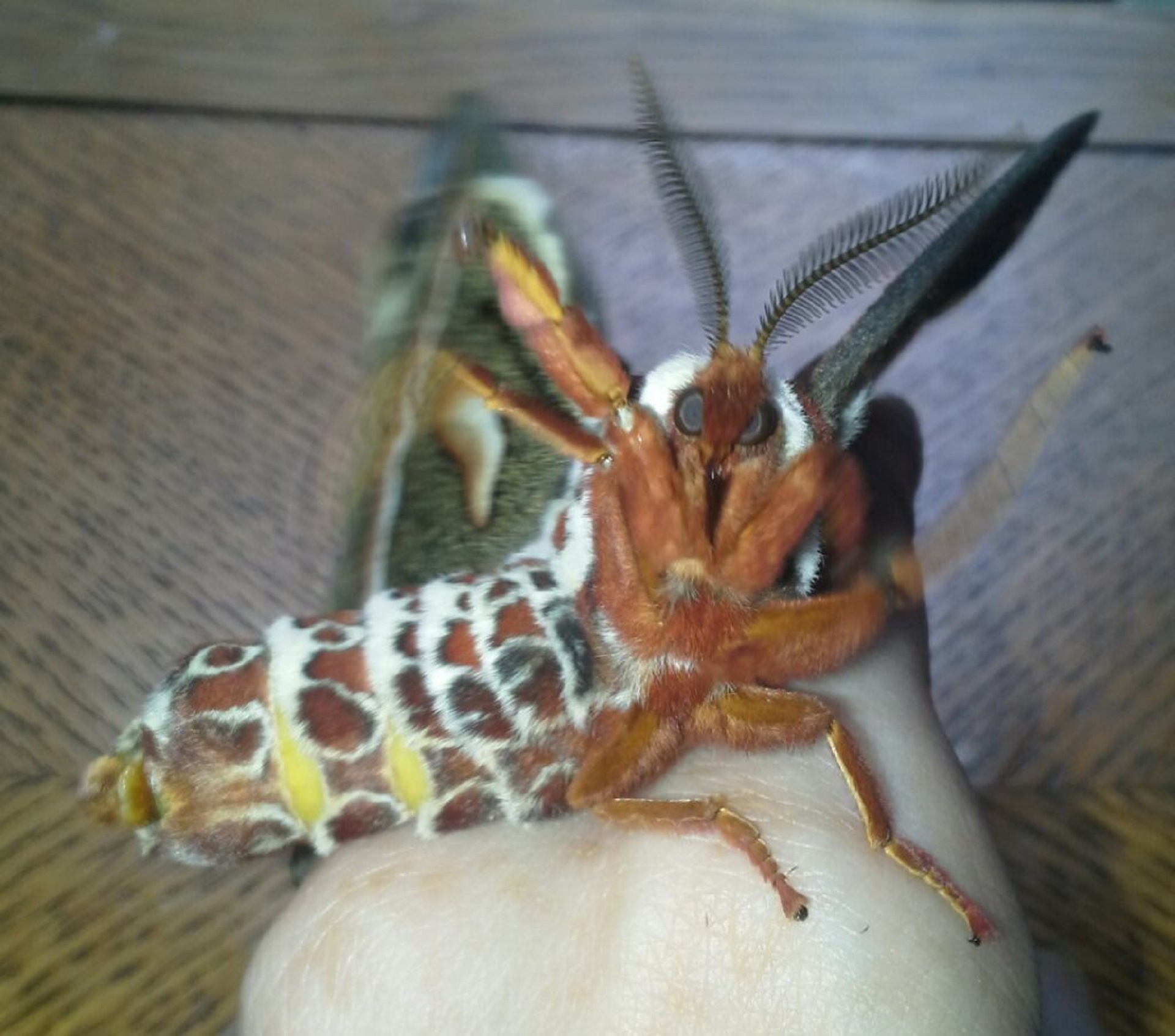 cecropia moth moth moths free photo