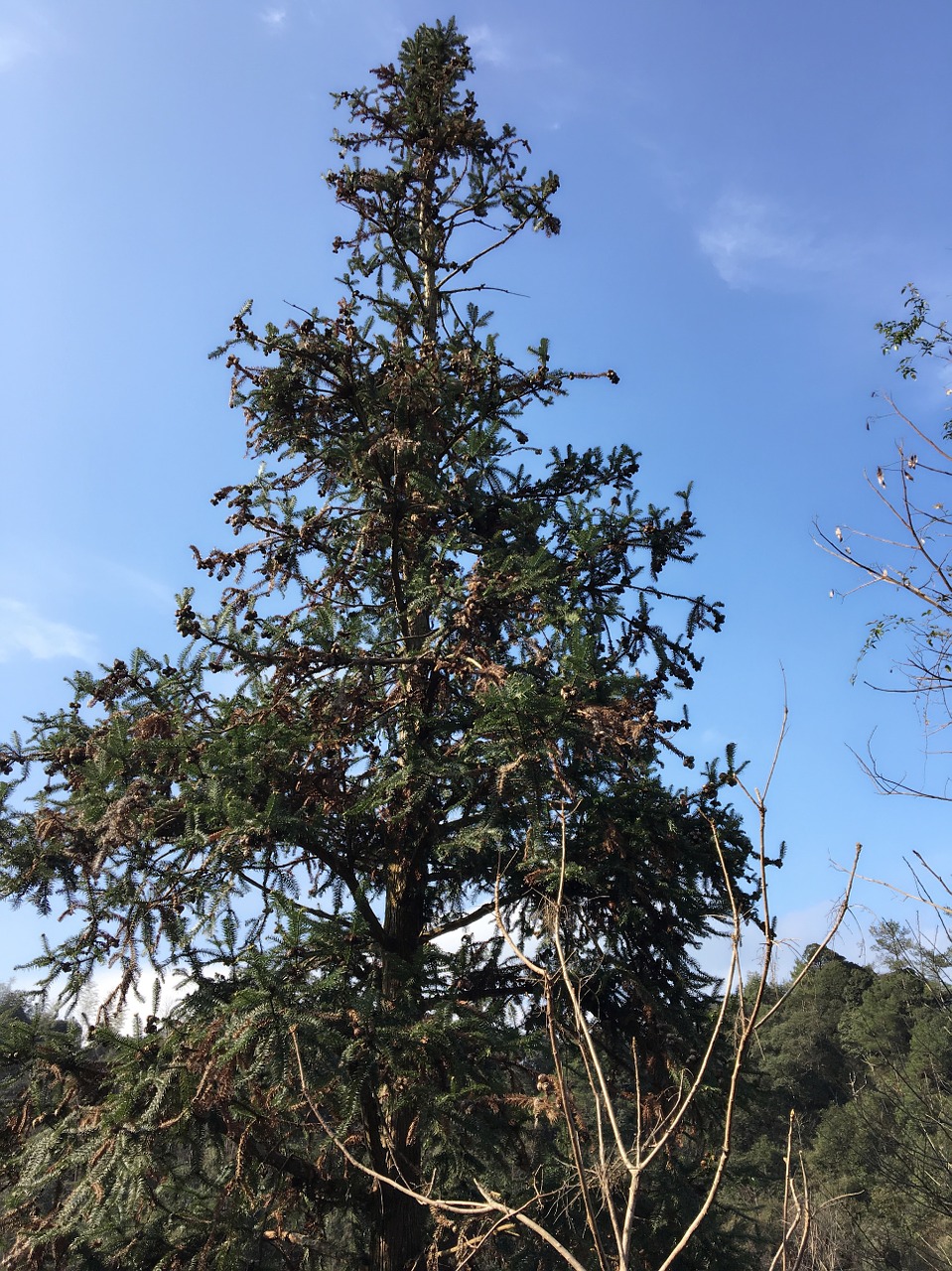 cedar blue skies autumn free photo