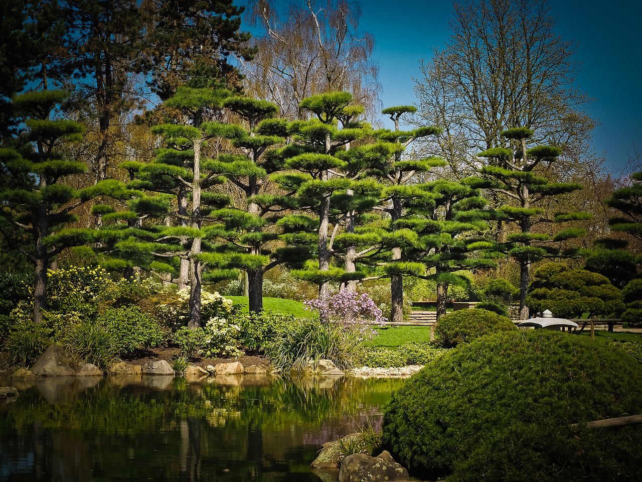 cedar japanese cedar tree garden free photo