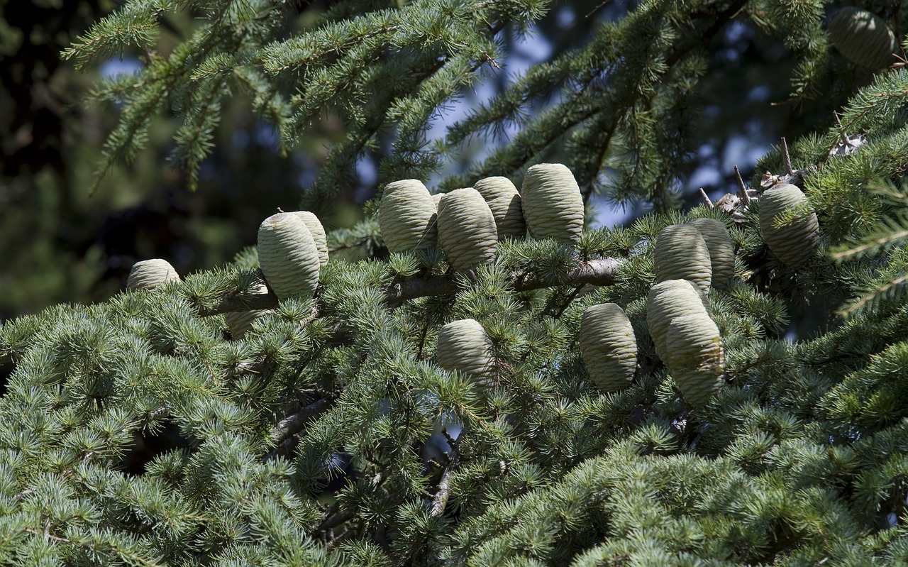 cedar cedar cone pine greenhouse free photo