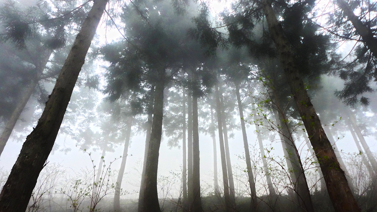 cedar forest fog free photo